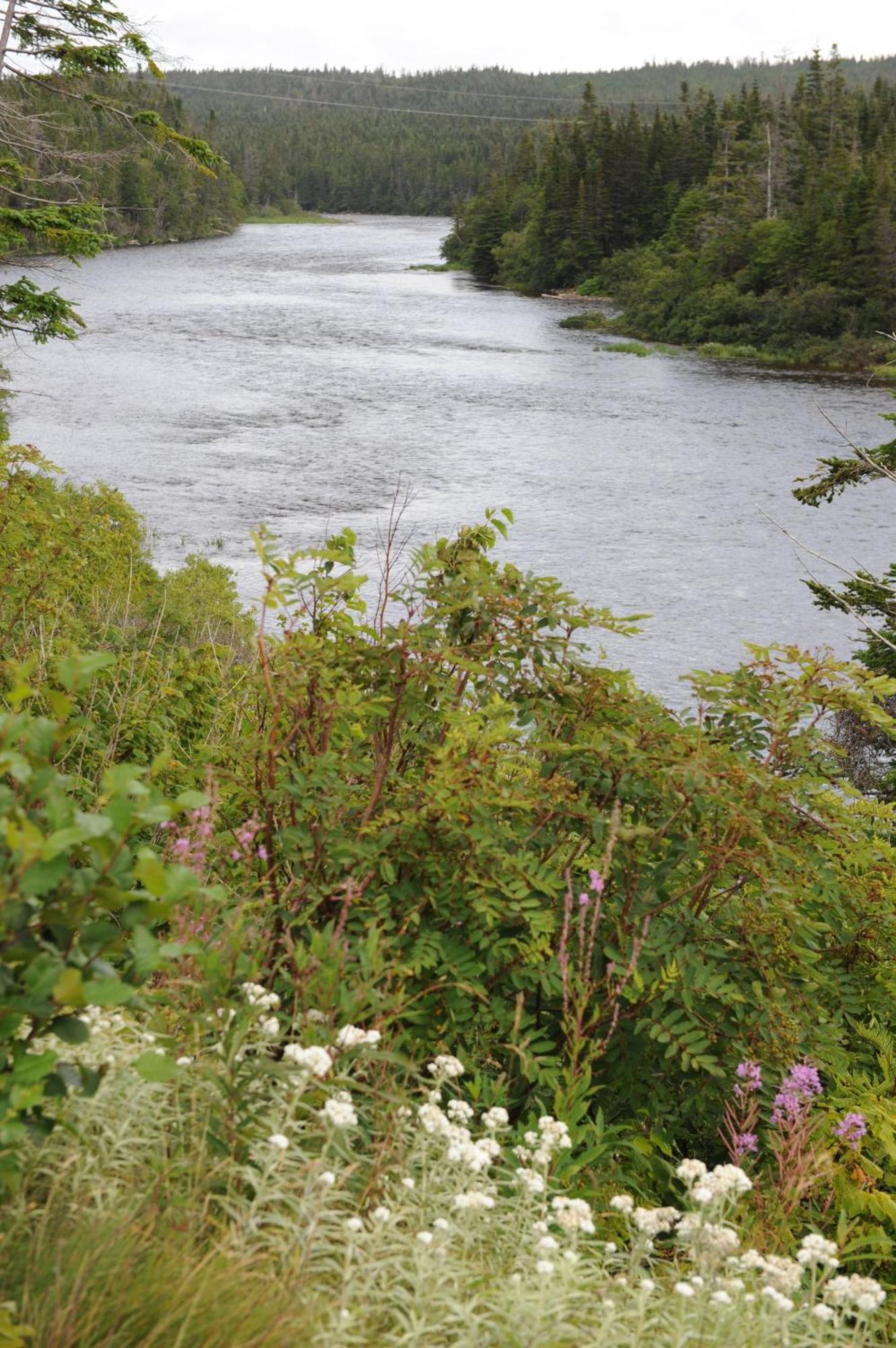 Riverside Chalets River of Ponds Buitenkant foto